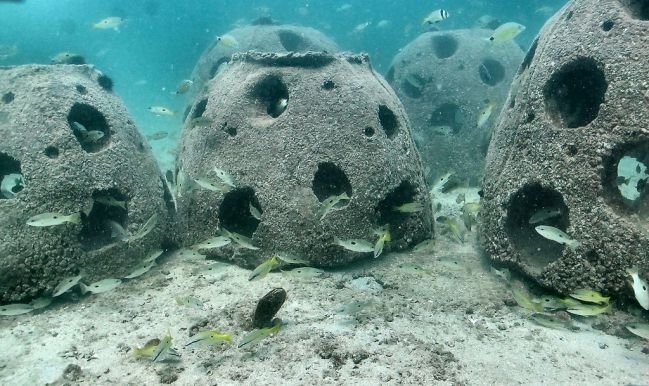 Polhena reef restoration
